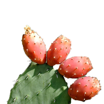 pölöskei kaktuszfüge